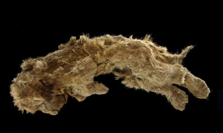 Filhote de leão das cavernas incrivelmente bem-preservada que foi encontrada no subsolo congelado da Sibéria
REUTERS/Valery Plotnikov