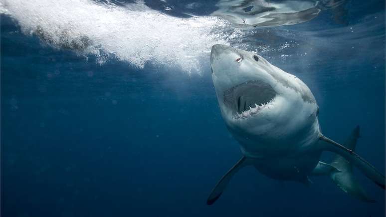 Dados preliminares de levantamento aos quais a BBC News Brasil teve acesso mostram que 69% "não sabem que carne de cação é de tubarão"