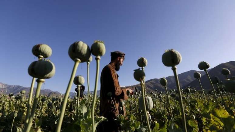 Afegão em campo de papoula, em foto de 2016; dados de 2019 apontam que a produção do ópio respondia por quase um terço do PIB do país