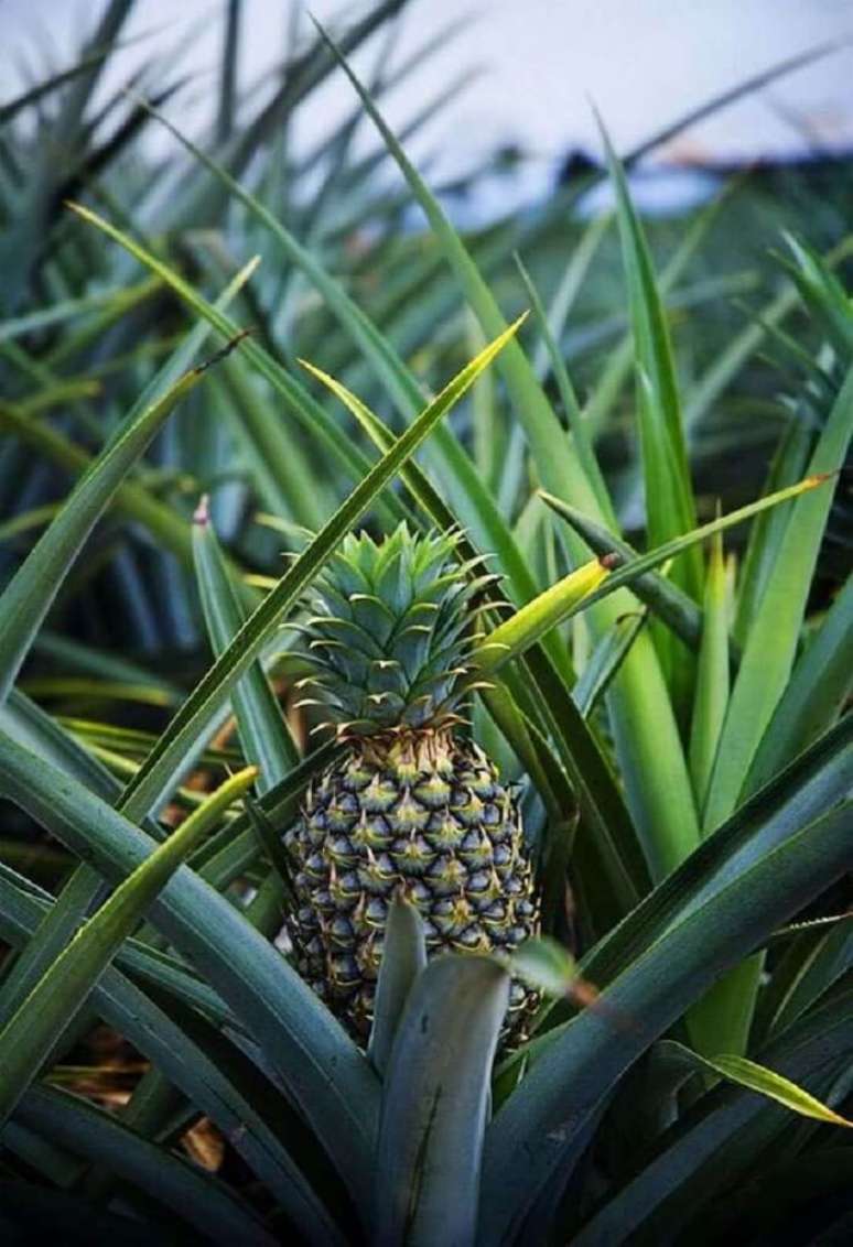 1. O solo para plantar abacaxi deve ter aproximadamente 30% de adubo e 70% de terra. Foto: Suburban Men