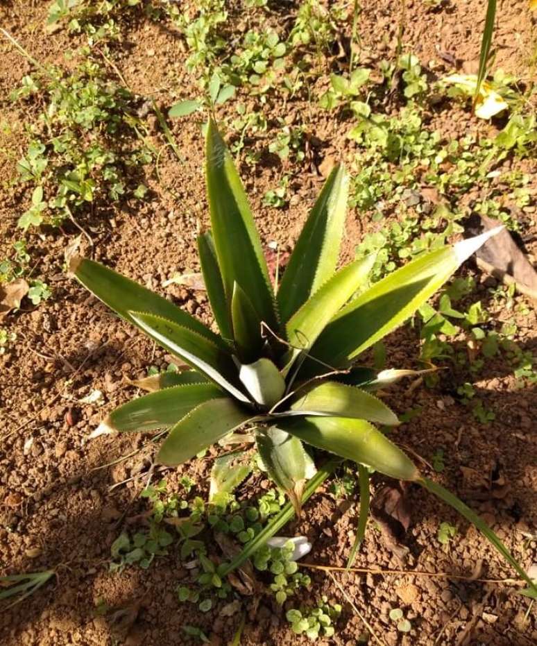 5. Dicas de como plantar muda de abacaxi em vasos ou direto na terra. Foto: Nathalia Inson