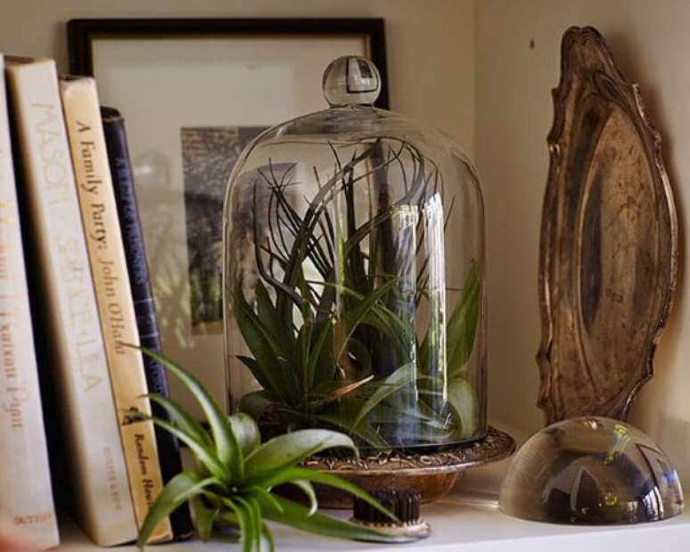 11. Decoração com plantas aéreas no pote de vidro para estante moderna -Foto Gardenista