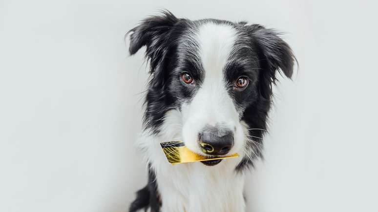 Cachorro comendo cartão