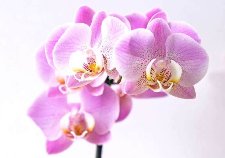 5. Flor orquidea pra decorar a casa com plantas aéreas – Foto Petra Kessler CASACOR