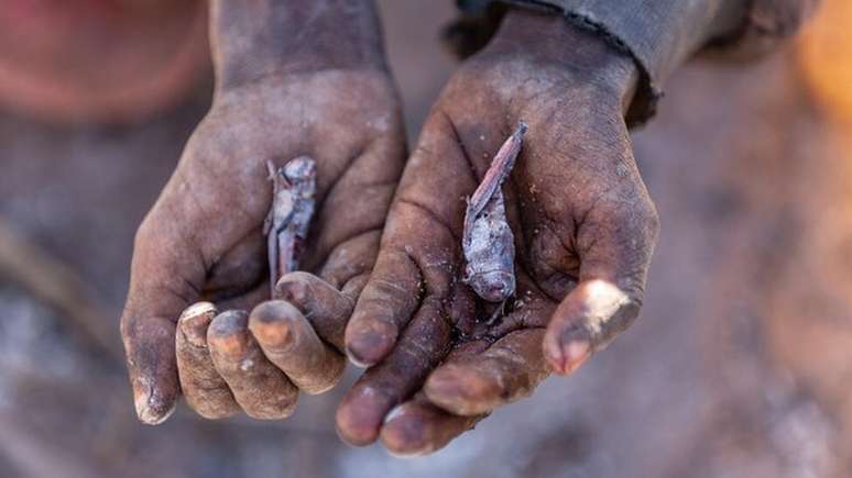 A produção foi perdida e agora as pessoas dependem de insetos e folhas de cacto para comer