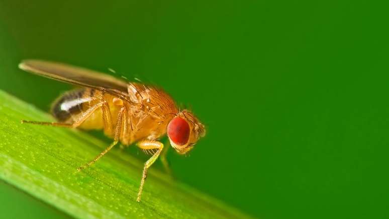 As fugas bem-sucedidas de moscas-das-frutas mais espertas podem ter deixado os cientistas cruzando um grupo menos inteligente em laboratório