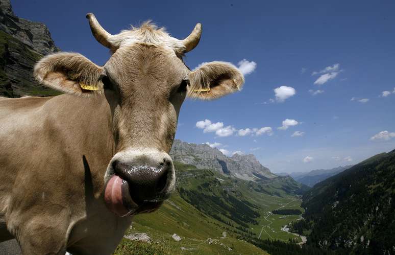 As vacas são uma atração a parte na alta temporada dos Alpes Suíços 