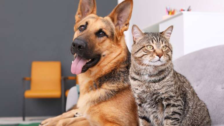 Saiba como prevenir a raiva em cães e gatos