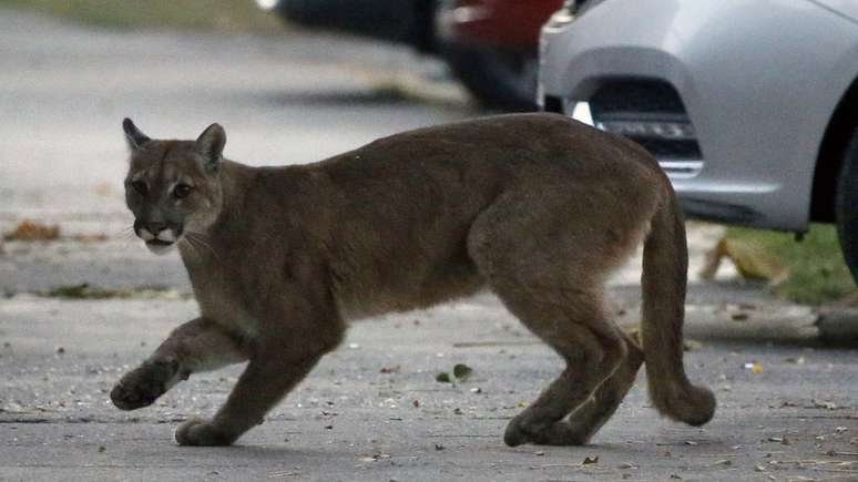 Puma con pelo sale