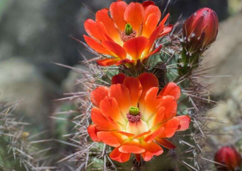 Veja qual flor tem mais a ver com você e saiba quais são seus pontos forte - Shutterstock.