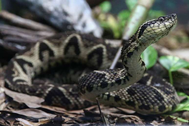 Cobra Jararacuçu no Instituto Butantan, em São Paulo
27/08/2021
REUTERS/Carla Carniel