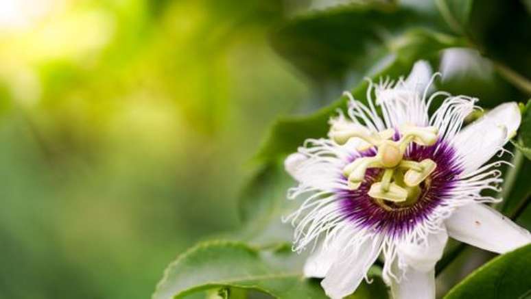 flor de maracujá