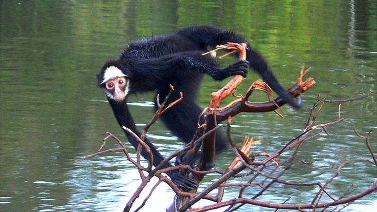 O Macaco Aranha - Espécies em Vias de Extinção