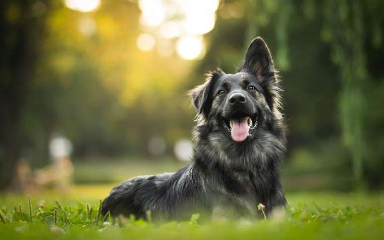 Entenda como é o comportamento do cãozinho desse signo - Shutterstock.