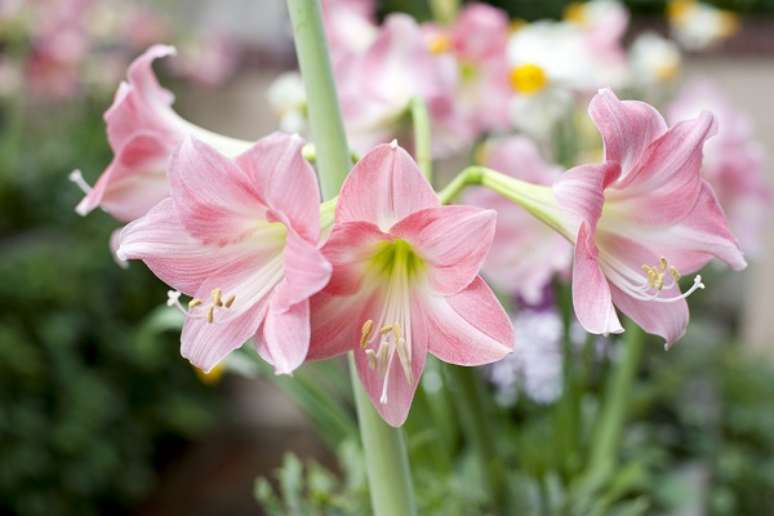 2. Flor amaryllis rosa no jardim encantado – Foto iStock