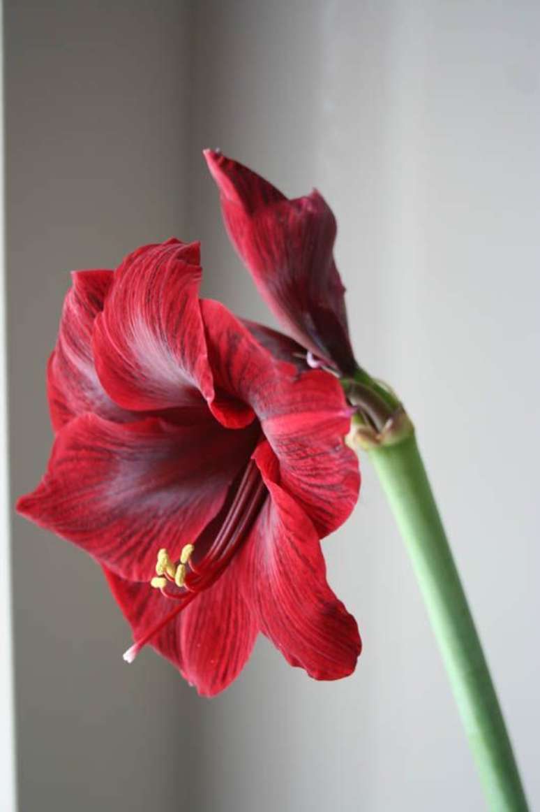 27. Flor amar&iacute;lis vermelha &ndash; Foto Vintage e chique