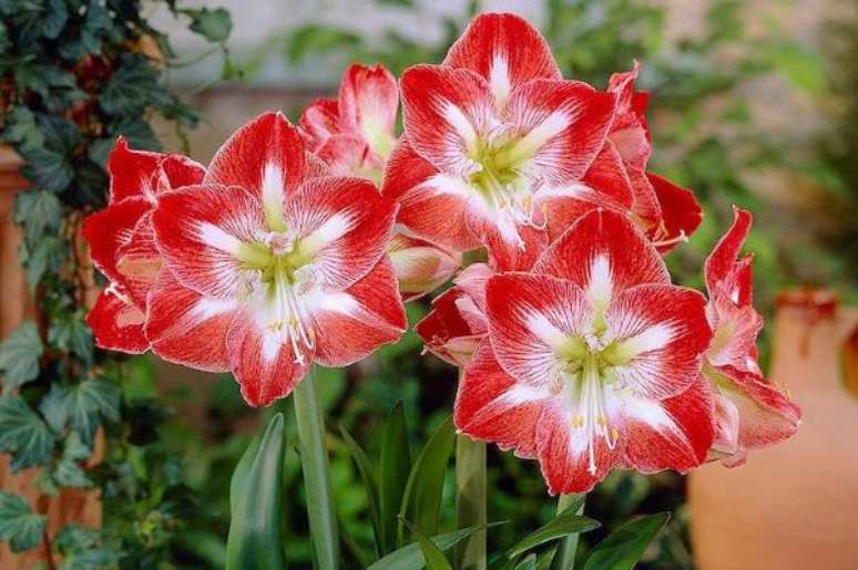 29. Flores amarilis em vermelho e branco – Foto Visions BV Netherlands