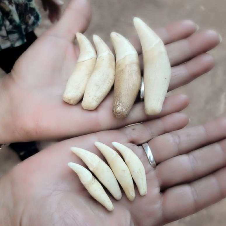 Entre 2014 e 2019, foram apreendidas cerca de 760 presas