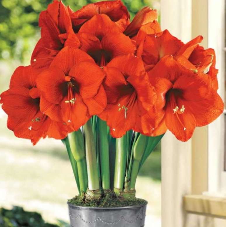 9. Vaso de amarilis laranja – Foto So Flor Sementes