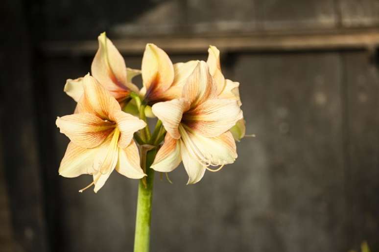 3. Flor amaryllis em tons de amarelo e laranja – Foto iStock