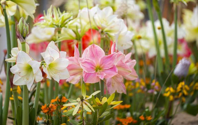 5. Jardim com flores do tipo amaryllis em várias cores – Foto iStock