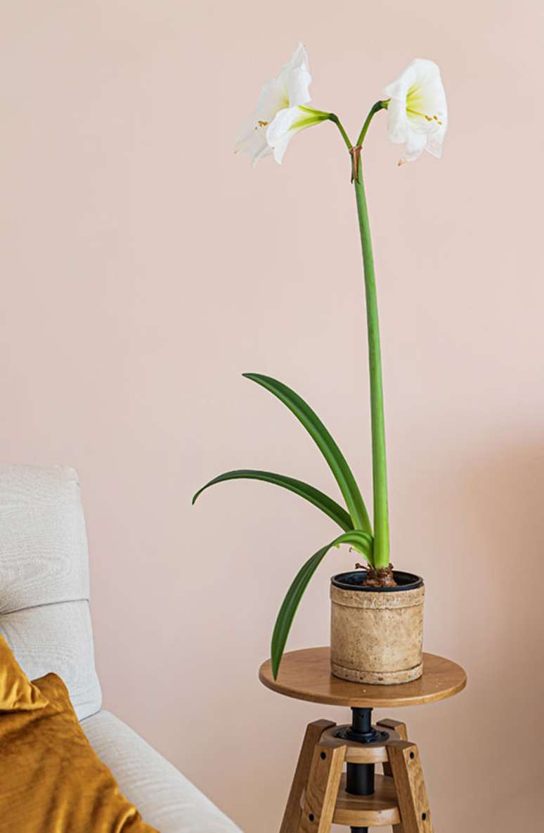 6. Quarto decorado com vaso de amarylis branca – Foto Adobe Stock