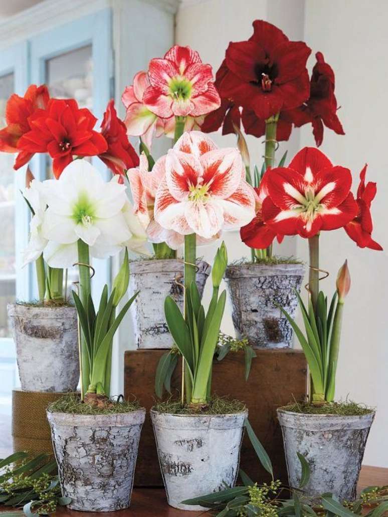 14. Vasos de amarilis de diferentes tons de vermelho e branco – Foto Balcony Garden Web