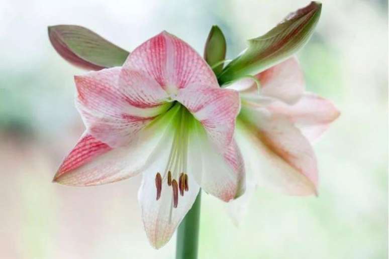 17. Amarilis rosa e branco &ndash; Foto Agriviet