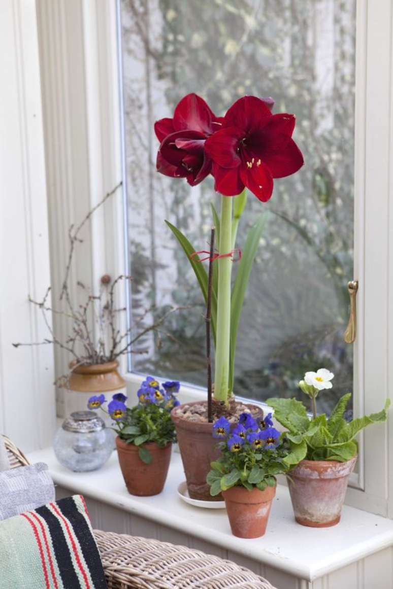 13. Vaso de flor vermelha na janela de casa – Foto Garderners World