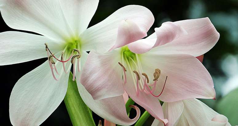 22. Flor amarilis branca com detalhes cor de rosa – Foto S Hermann e F Richter no Pixabay