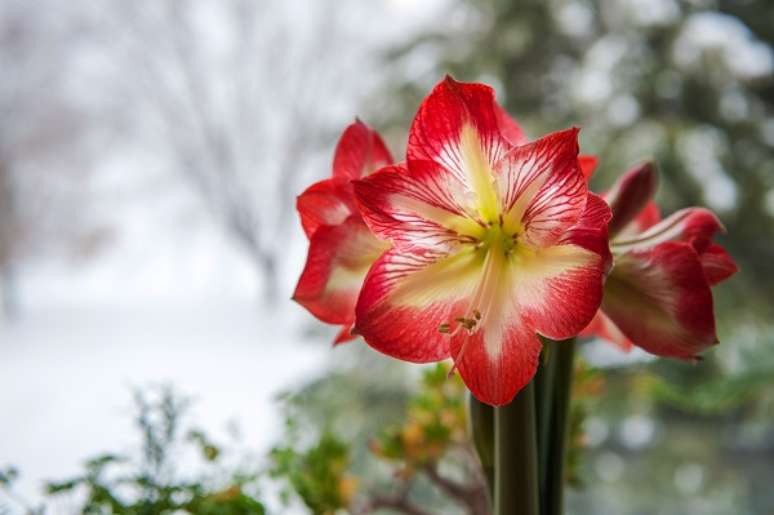 4. Flor branca e vermelha de amaryllis – Foto iStock