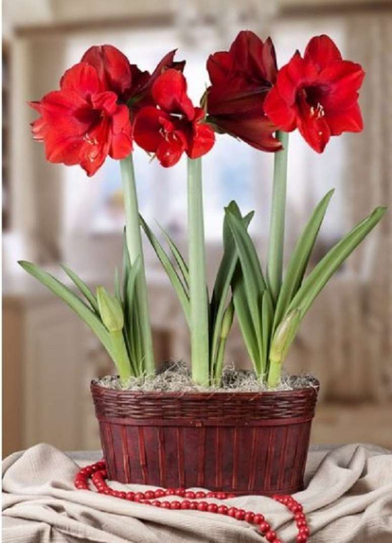 11. Vaso com flores de amarilis vermelhas – Foto So Flor Jardim