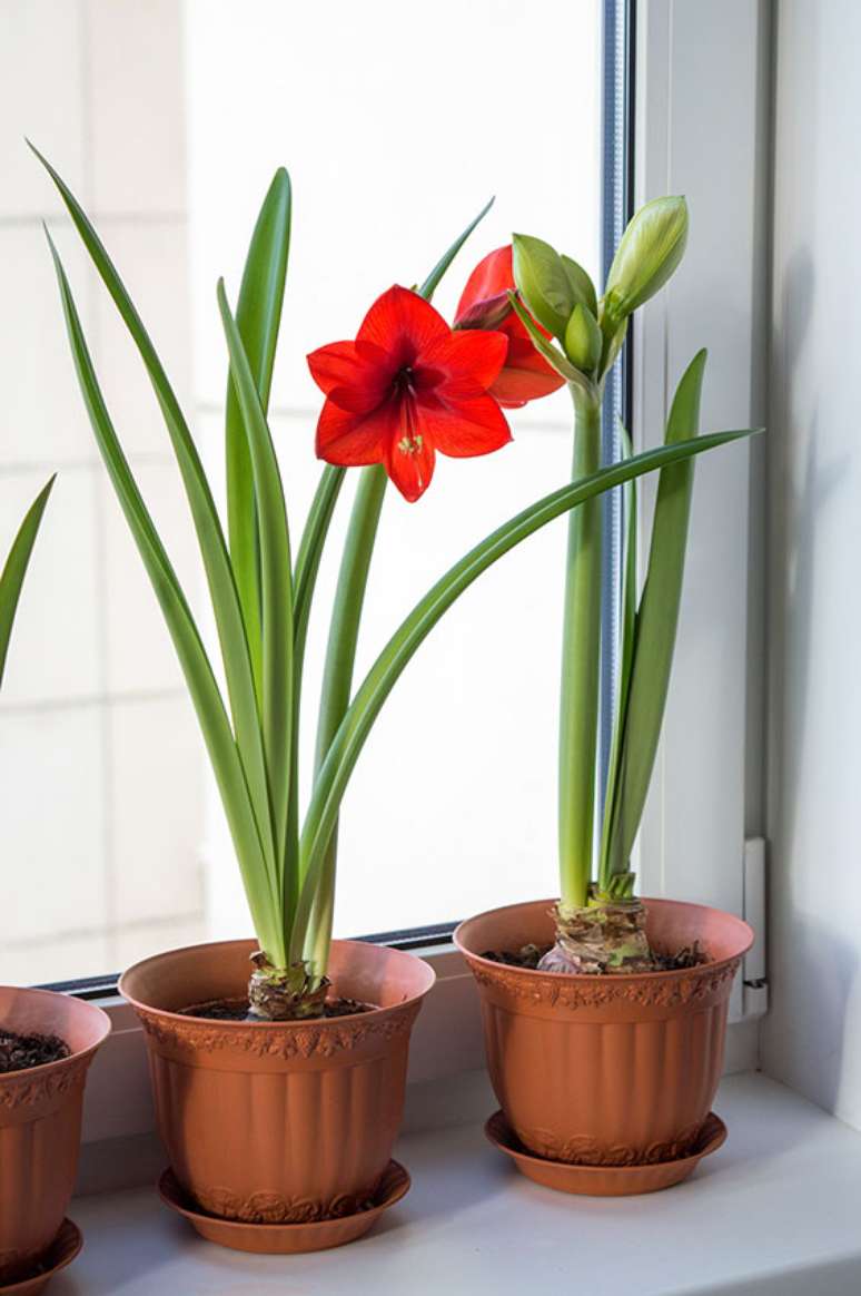 10. Janela decorada com vaso de flor amarilis vermelha – Foto Adobe Stock