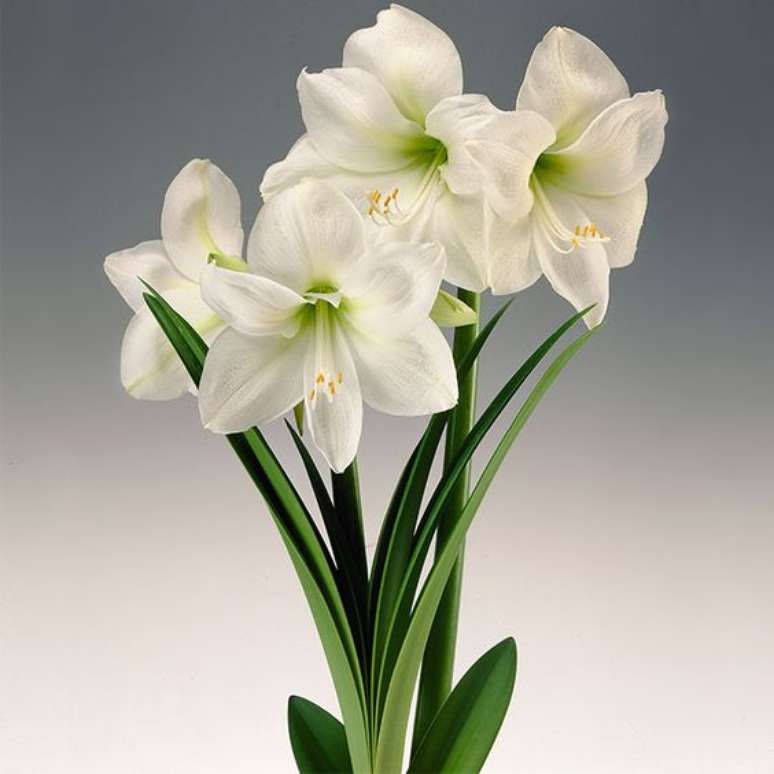 16. Amarilis branca com miolo verde claro &ndash; Foto David do Money