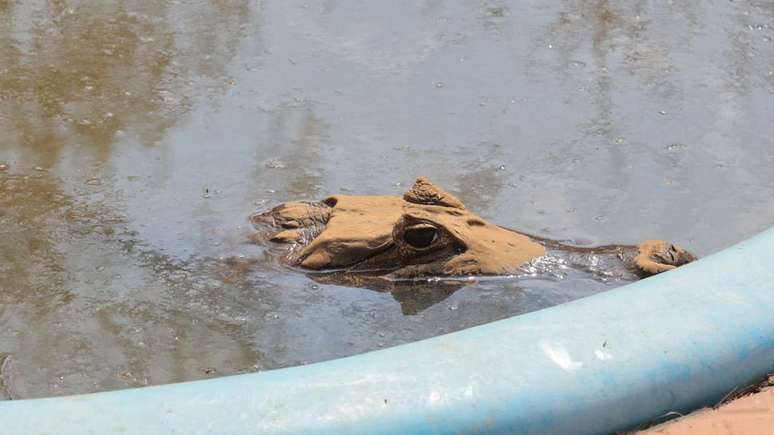 "Eles (jacar&eacute;s) veem o corpo d'&aacute;gua e v&atilde;o para l&aacute;, desesperadamente. &Agrave;s vezes, por causa da borda piscina, eles n&atilde;o conseguem sair. Por sorte &eacute; um animal que fica bem na &aacute;gua, mas sabemos de acidentes de animais que acabam morrendo afogados"