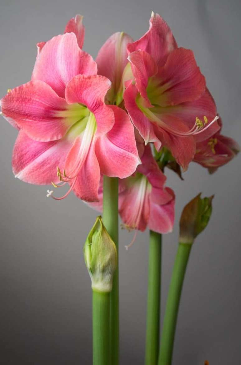 23. Flor amarílis rosa com miolo verde – Foto Color Blends