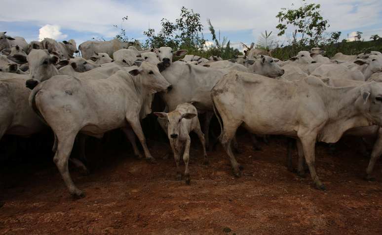 OPERAÇÃO VACA LOCA