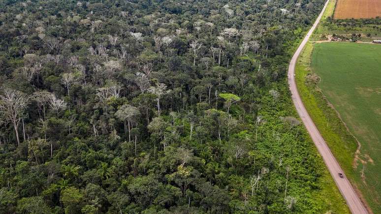 Queimada de floresta amaz&ocirc;nica ao lado da BR 163 no Par&aacute; deixou grande n&uacute;mero de &aacute;rvores mortas (na imagem, sem folhas e esbranqui&ccedil;adas)