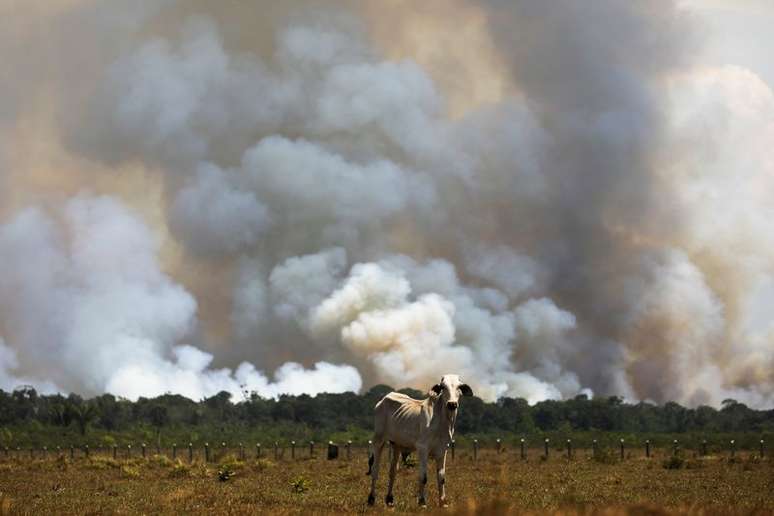 Vaca em pasto plantado em área desmatada da Amazônia perto da rodovia Transamazônica em Humaitá, no Amazonas
08/09/2021 REUTERS/Bruno Kelly