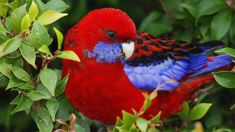 Os bicos dos papagaios australianos estão ficando maiores com o aumento da temperatura