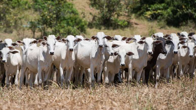 Produção de carne e leite depende do acesso do gado a pastos de boa qualidade e em boa quantidade