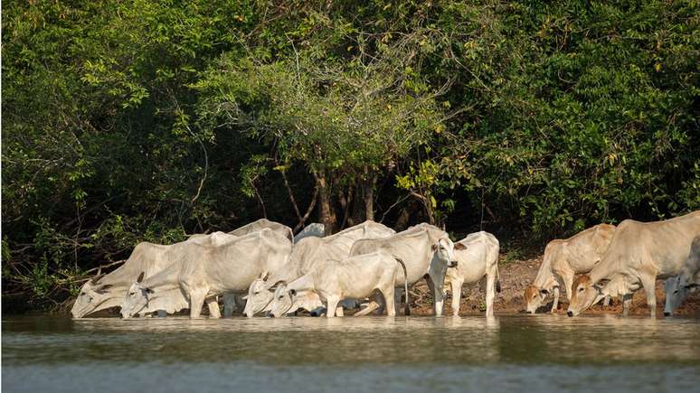 'Sem água não há possibilidade de se ter qualquer tipo de produção de proteína animal ou vegetal', diz Gherman Araujo, da Embrapa