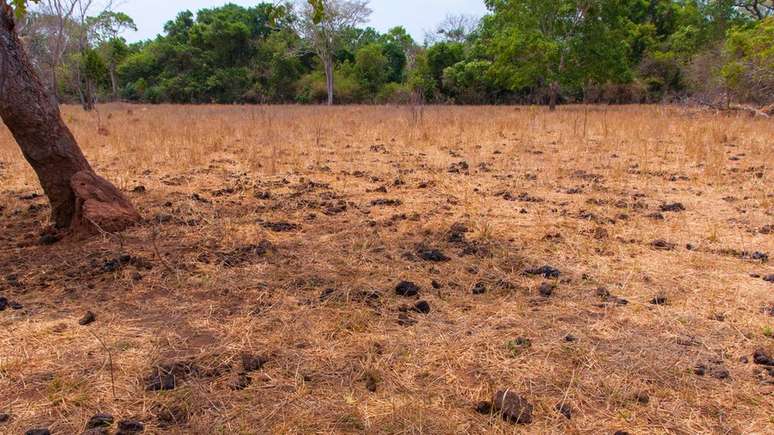 'Quando aumenta a temperatura e chove menos, as plantas vão produzir menos folhas e a qualidade da folha também muda'