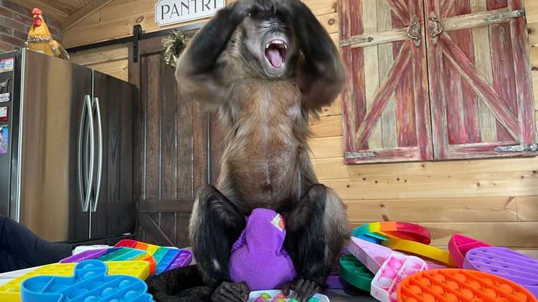 Vídeos da macaquinha Gaitlyn Rae brincando com o pop-it se tornaram virais