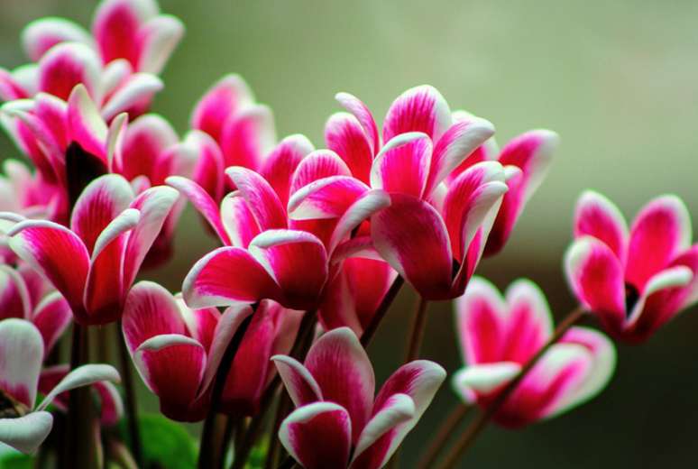 6. Flor cyclamen cor de rosa – Foto iStock