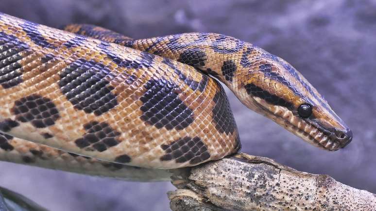 As cobras conseguiram se adaptar à vida em todos os continentes, com exceção da Antártida; na foto, uma jiboia-vermelha