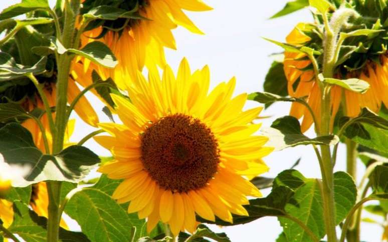 Descubra quais flores trazem mais sorte para a sua vida - Shutterstock.