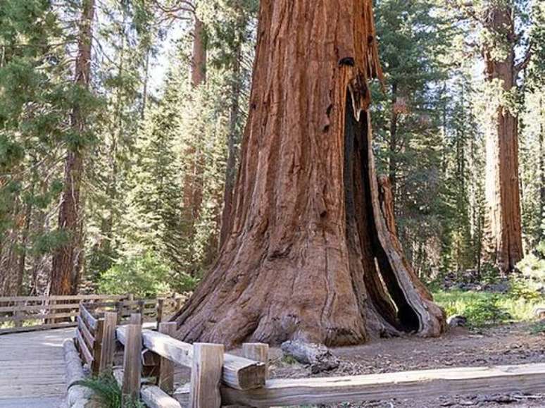 Sequoia General Sherman tem mais de 2,5 mil anos