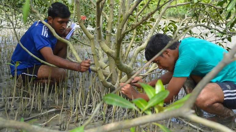 Os recifes ajudam na formação de mangues