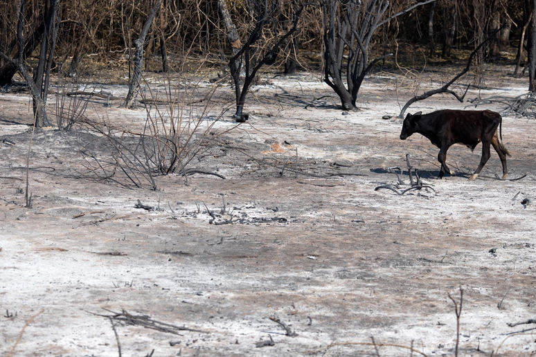 Vaca passa por área queimada com o chão ainda quente em busca de abrigo